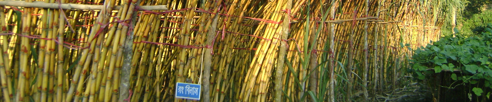 Bangladesh sugarcrop research institute