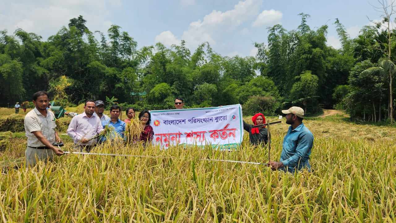 বোরো ফসলের নমুনা শস্য কর্তন