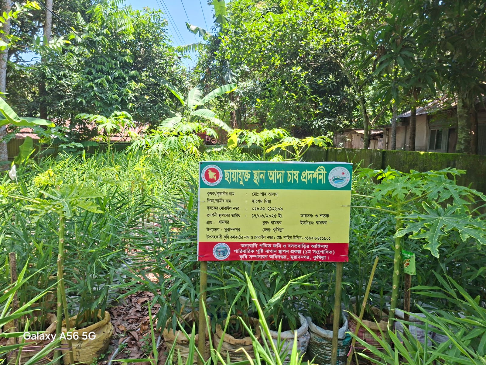 বস্তায় আদা চাষ