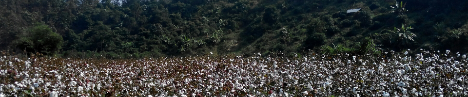 Cotton Photo