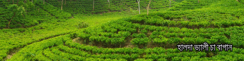 Kaiya charra tea garden